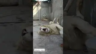 Giant White lion taking a nap | Aliyan wildlife Vets In Pakistan | White Lions in Pakistan