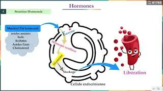 Leçon 6  Hormones 2