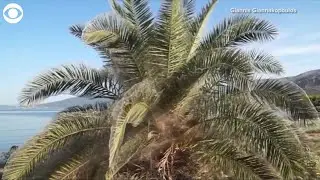 WEB EXTRA: Spiders Cover Town in Greece