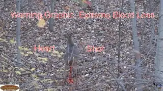 Extremely graphic heart shot on a Non-typical 10 point Whitetail buck.  Extreme blood loss!!