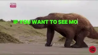 DID YOU KNOW THERE WAS A ELEPHANT SIZED SLOTH? - ANIMAL CHAT LEARNING 