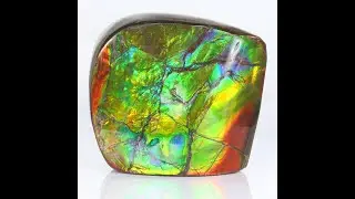 384g Double Sided Ammolite Fossil Specimen