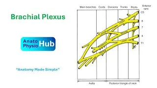 Anatomy of Brachial Plexus | Simple Explanation | Anatophysio Hub