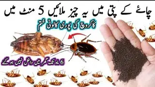 Get rid of rats, Mosquito, cockroach🪳 lizard with homemade spray powerful insects killer remedy