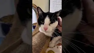 Too affectionate. That&rsquo;s the reason Jerry the cat was given up 🥺 Luckily, he&rsquo;s been adopted now! ❤️