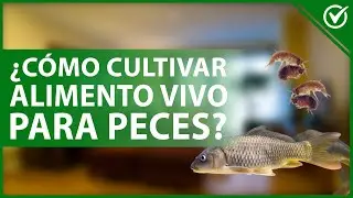 🐠​ &iquest;C&oacute;mo cultivar ALIMENTO VIVO para PECES? - Tipos y sus cuidados 🐠​