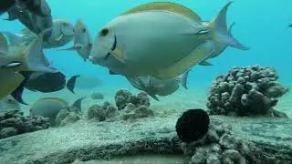 Free diving Hawaii