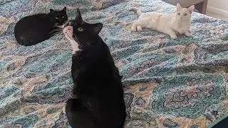 A place for cat lovers #cat #catlovers #catcommunity