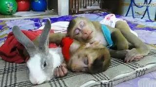 Awesome Dodo Mori And Baby Rabbit Sleep Altogether Day Time