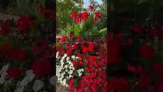 #song #denmark #blomster #dejlig #flowers #flowerslovers #happy