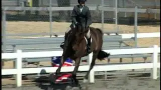 warmblood pre green hunter for sale ocala