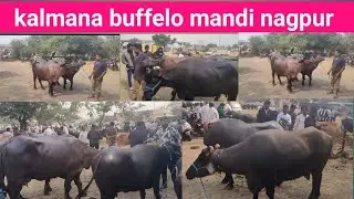 kalmana buffelo mandi nagpur maharashtra | #kalmana buffelo market nagpur