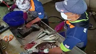 Catch fresh seafood at same day, fresh wild fishes, 當日現捕 新鮮海魚直售 明發定置漁場 fresh seafood, fishport
