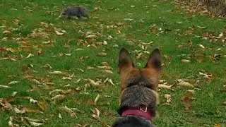 Lisal on long lead with wild cats in stay command !