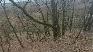 Dąb omszony, Quercus pubescens. Rezerwat Przyrody Bielinek. Puszcza Piaskowa. Nadleśnictwo Chojna.