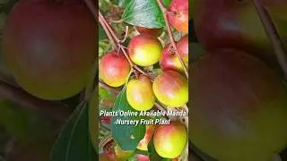 Thai green apple ber #apple #ber #grow #shorts