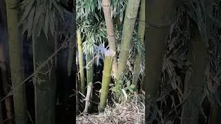 Bamboo Explosion! Watch What Happens When You Cut It! 🎋💥 #Bamboo #NatureExperiment