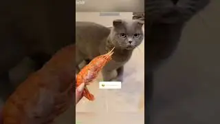 Funniest Cat 🥰 kitten meowing cute 😹 # Episode 5143