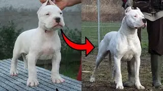 Animalsedits22 TikTok Compilations  From Baby to Adult #tiktok #transformation #fyp #animals #cute
