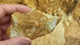 Unidentified brachiopod of the Humevale Siltstone