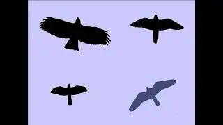 Audubon Talk: Practical Tips for Raptor Identification