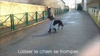 www.education-canine.fr marche Julia Deubel marche en laisse positive avec Daisy