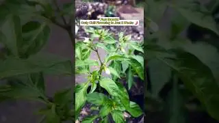 Быстрый рост! Кайенский перец зацвел всего за 2 недели 🌶️ #jurnalagro #gardening #chilifarming