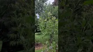 Home ground Tobacco