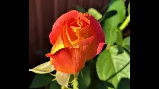 Dead Flowers - Stones - Cover - Tribute to Charlie Watts - Open G tuning
