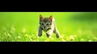 My Cash Freebies - Getting Immediate Credit Confirmation