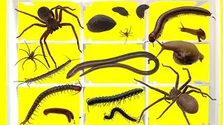 🐌🕷️Catch Unique animals in the garden. Spiders, Centipedes, Millipedes, Lizards, Slugs and Snails.