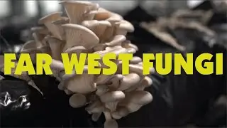 Far West Fungi Ad