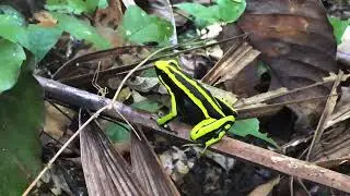 Three Striped Poison Dart Frog (Ameerega Trivittata)