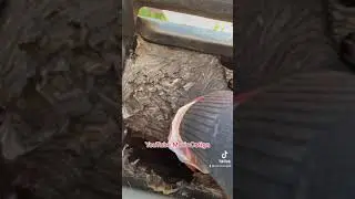PULIZIA CANNA FUMARIA