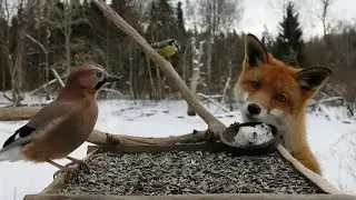 🔴 Forest Bird Feeder | Relaxing Nature Sounds from the Forest [ 2026/2/8 ]