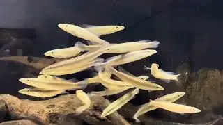Lugubria acutirostris 