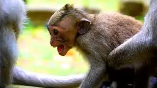 Mother monkey rej-ected milk to her baby cuz It's nearly to raining and monkey Sami has comfort him