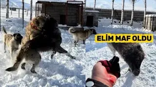KÖPEKLER FENA BİRBİRİNE DÜŞTÜ ARAYA GİRMEYE ÇALIŞIRKEN BENİDE TUTTU. DURUM İYİ DEĞİL 