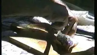 Walleye 101 edit