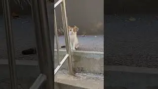 KEEPING UP WITH THE KOLONY S2 E31 | This Colony Cat's SECRET THIEVING Habit EXPOSED
