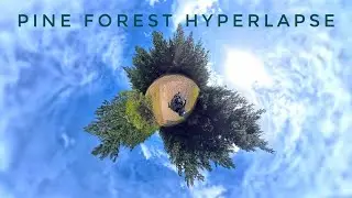 South Gippsland pine plantation hyperlapse ridethrough