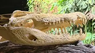 Тропик-Океанариум.Часть1:Тропикариум. Hagenbecks Tierpark Hamburg.