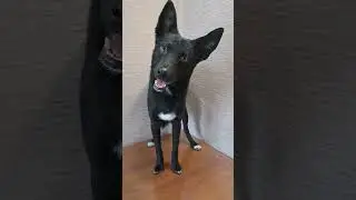 Малыш после #груминг #pets #pet #dog #doggroom #грумер #стрижкасобак
