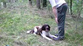 An old Kleine Münsterländer