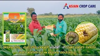 Fall Armyworm Trouble? Let Asian Crop Care Be Your Shield!