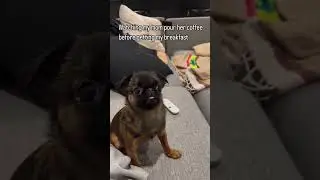 What is this behavior mom😡#dog #pug #puppy #funny #cute #reels #pets #cutepuppy #adorable