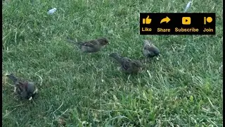 Cute group of sparrows eating food together ❤️ #birds #bird #nature #animal #animals #wildlife