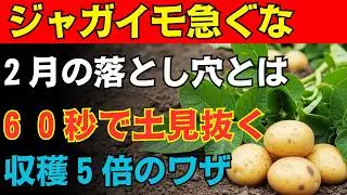 【９９％の家庭菜園が勘違い】ジャガイモの植え付けは日付で決めるな今すぐ見るべき「土のサイン」収穫量を倍に変える「植える前６０秒」の新習慣