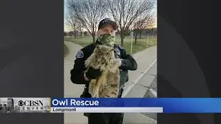 Longmont Police Rescue Owl