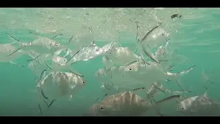 The Hilton Northolme Coral Reef Project in the Seychelles